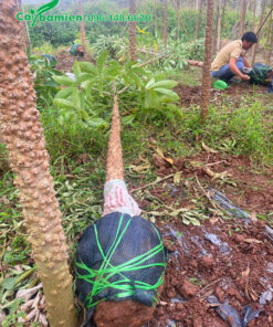 Bọc bầu cẩn thận cho cây Gạo hoa đỏ mới bứng