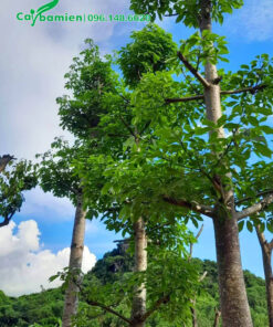 Cành nhánh sau thời gian giâm ủ đang ra lá mới