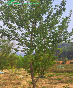 Cây Anh Đào trưởngt hành, đường kính 10cm