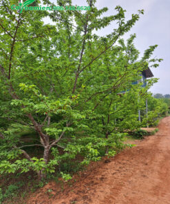 Anh Đào công trình trồng lâu năm