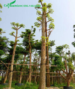 Dưỡng ủ cây hoa gạo cổ thụ cao 6 - 7m