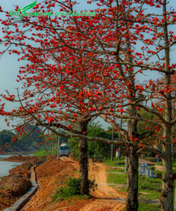 Cây gạo đỏ nở rộ hoa vào đầu tháng 3