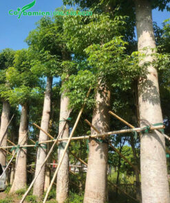 Vườn dâm ủ hàng chục cây gạo cổ thụ