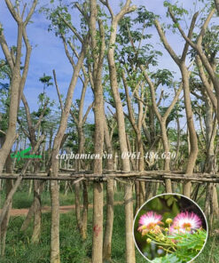 Hình ảnh cây Me Tây hay còn gọi là Muồng Ngủ