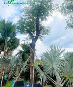 Cắm cọc chống để cây đứng vững