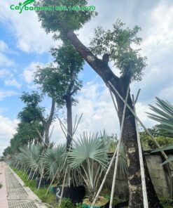 Me Tây trồng xen với cây kè bạc