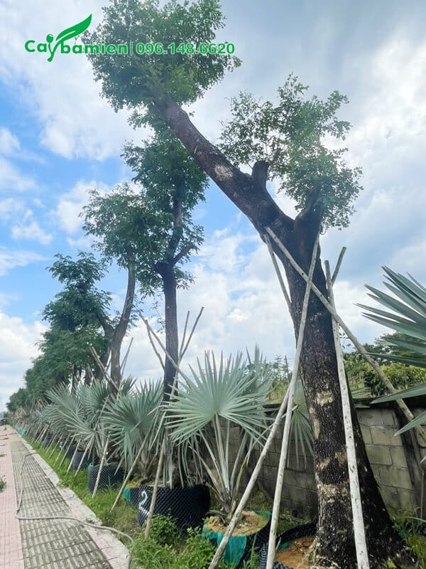 Me Tây trồng xen với cây kè bạc