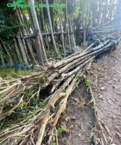 Gần chục cây Me Tây đang chuẩn bị đưa lên xe giao cho khách hàng