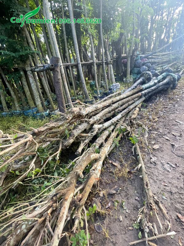 Gần chục cây Me Tây đang chuẩn bị đưa lên xe giao cho khách hàng