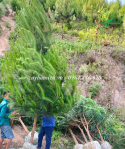 Cây Thông Đuôi Ngựa dáng hình nón đẹp, tán lá dày xanh mướt