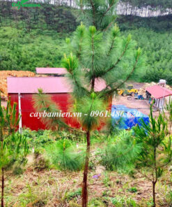 Vườn cây giống Thông Mã Vĩ 3 năm tuổi