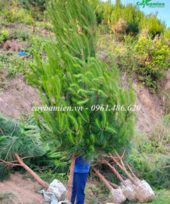 Thông Mã Vĩ lâu năm, dáng đẹp