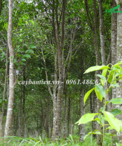 Khu rừng trồng cây Trầm Hương lâu năm