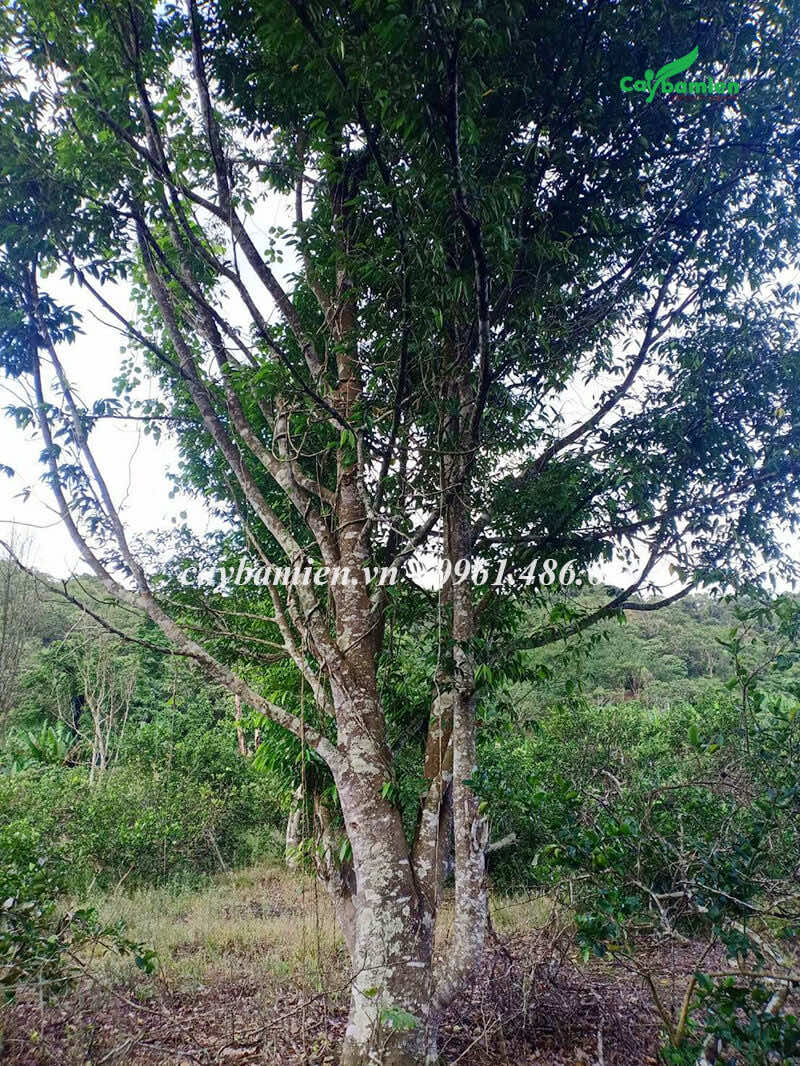 Một cây Trầm Hương trưởng thành, táo tán thấp