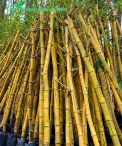 Tre vàng cao 2m đã dâm ủ trong bầu