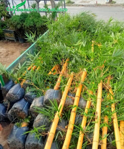 Chiều cao cây tre vàng hơn 2m, lá xanh tốt