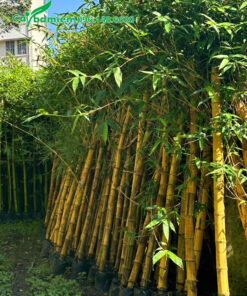 Cây Tre Vàng sọc xanh trồng hàng rào