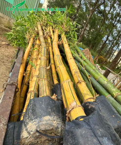 Cây tre vàng đường kính 8 - 12cm