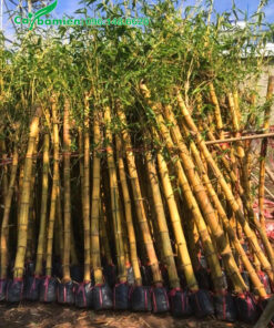 Những cây dâm ủ kích thước đồng đều được xếp cùng với nhau