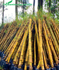 Tre vàng dâm ủ số lượng lớn, chiều cao 1m8 - 2m