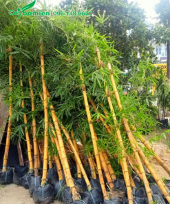 Tre vàng cao hơn 2m, đường kính gốc 5 - 10cm