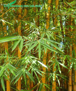 Bụi cây tre vàng tươi tốt, cao đẹp