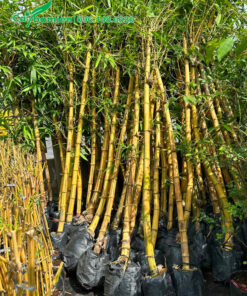 Cây tre vàng đường kính 5 - 8cm
