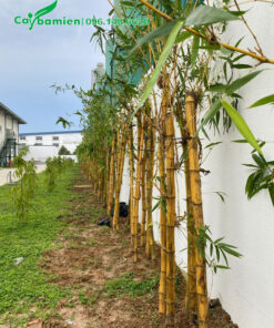 Những bụi tre vàng mới trồng, mỗi khóm khoảng 5 - 7 cây