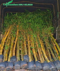 Tre vàng cao 2m được xếp gọn lên thùng xe tải