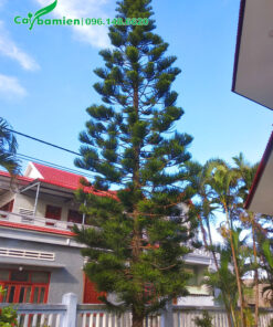 Hình ảnh cây Tùng Bách Tán lâu năm cao 7m trồng trước nhà