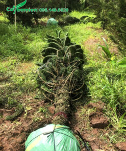 Bứng và cuốn bầu bằng bao tải