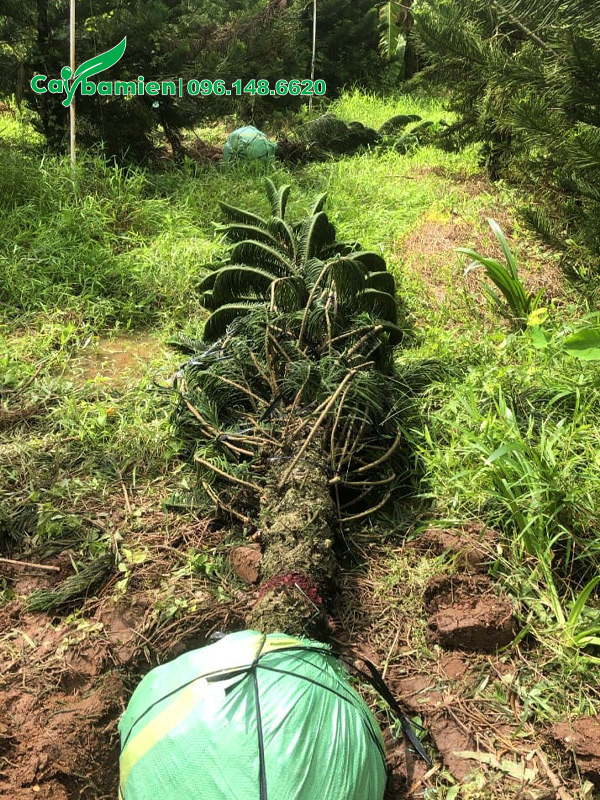 Bứng và cuốn bầu bằng bao tải