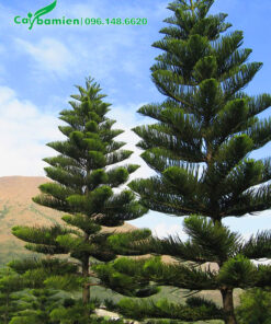 Cây Tùng Bách Tán công trình, chiều cao 5 - 7m