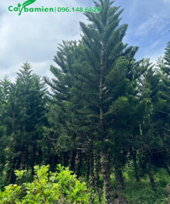 Vườn Tùng Bách Tán lâu năm, thân cổ thụ, chiều cao 5m