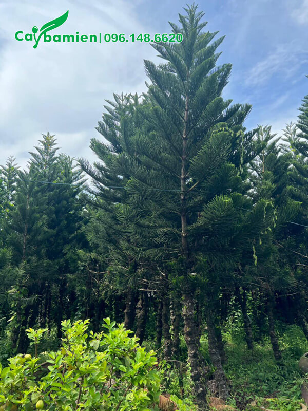 Vườn Tùng Bách Tán lâu năm, thân cổ thụ, chiều cao 5m