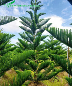 Hình ảnh cây Tùng Bách Tán đẹp, cao 3m