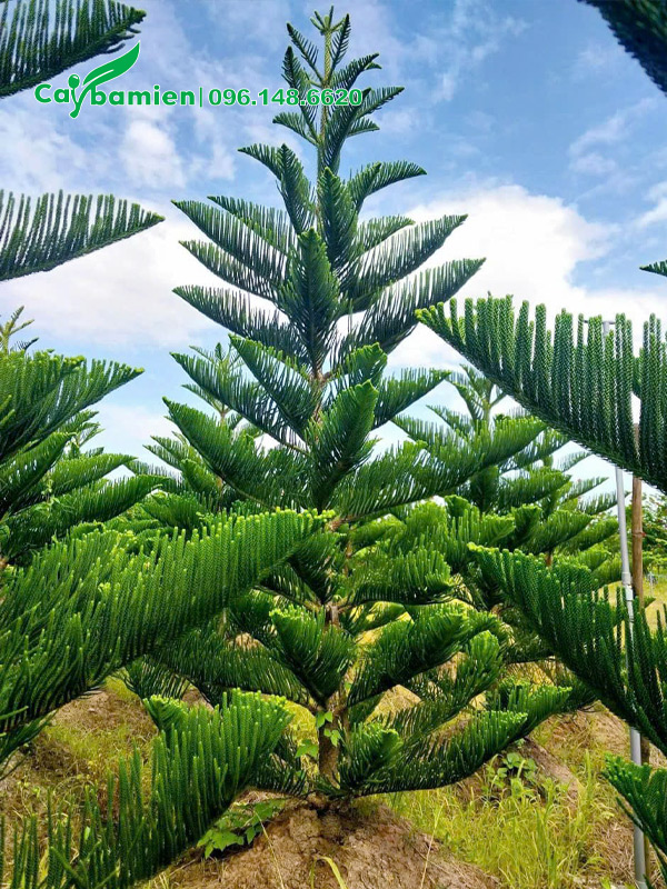 Hình ảnh cây Tùng Bách Tán đẹp, cao 3m