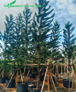 Tùng Bách Tán dưỡng ủ kỹ, chiều cao 5 - 6m