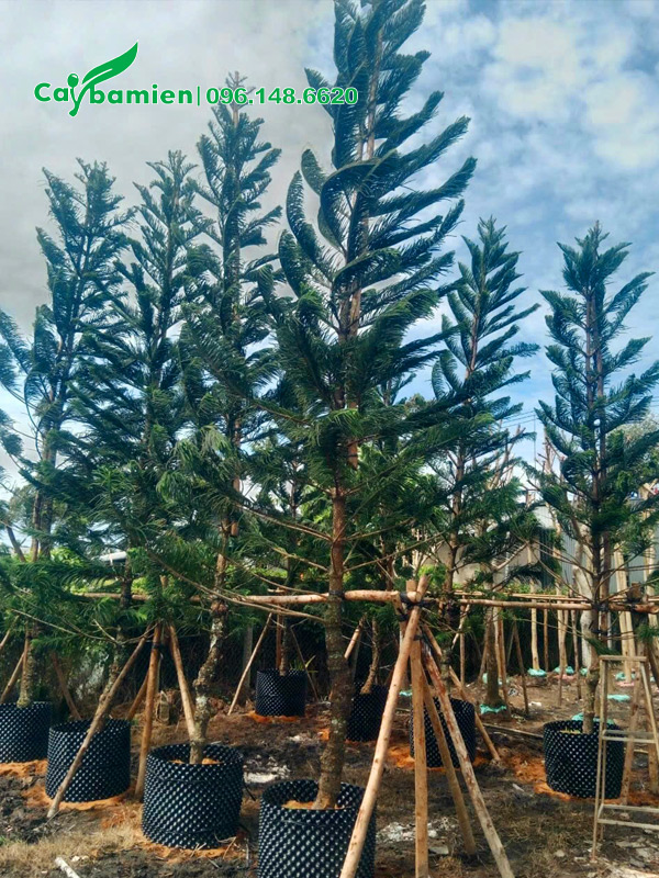 Tùng Bách Tán dưỡng ủ kỹ, chiều cao 5 - 6m