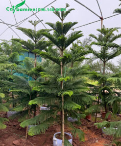 Nhà vườn dưỡng cây Tùng Bách Tán trồng bầu