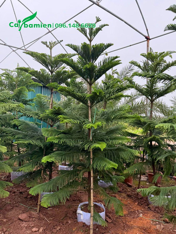 Nhà vườn dưỡng cây Tùng Bách Tán trồng bầu