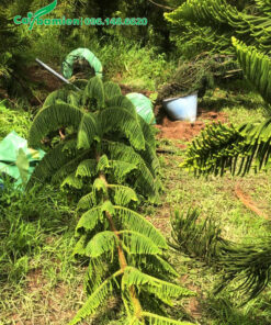 Tùng Bách Tán cao 5m