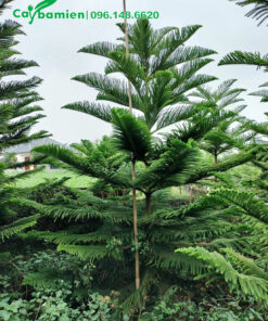 Mua cây Tùng Bách Tán đẹp, cành lá tỏa tròn đều