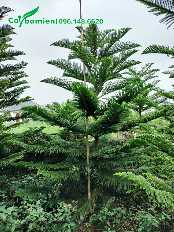Mua cây Tùng Bách Tán đẹp, cành lá tỏa tròn đều