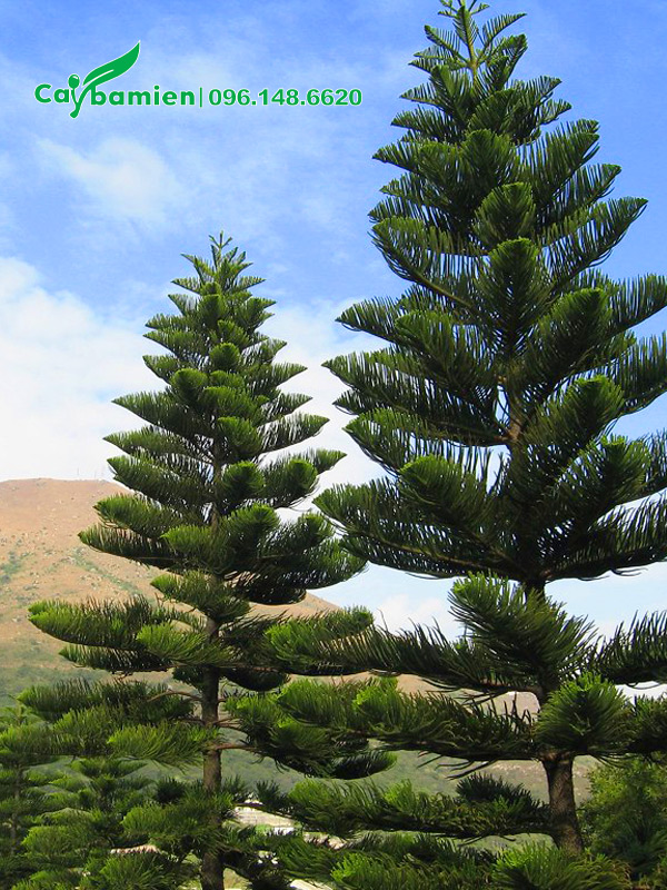 Cây Tùng Bách Tán công trình, chiều cao 5 - 7m