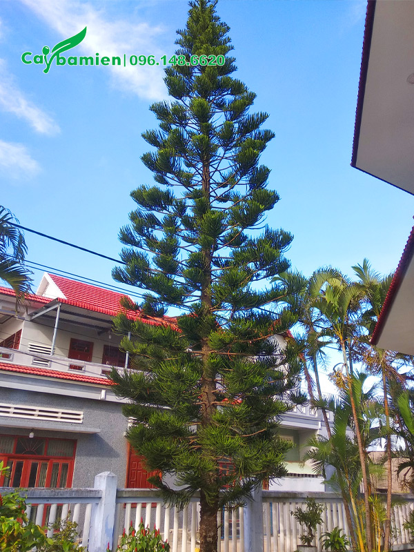 Hình ảnh cây Tùng Bách Tán lâu năm cao 7m trồng trước nhà