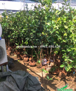 Vườn cây cherry giống được che lưới đen