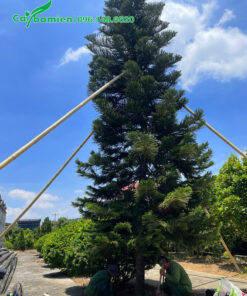 Cây cao cho nên phải chống cọc chắc chắn trước khi bứng