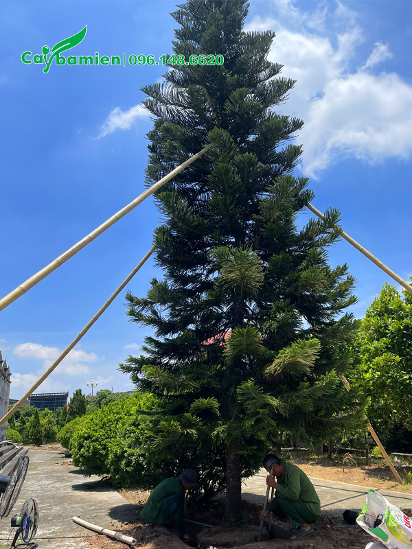 Cây cao cho nên phải chống cọc chắc chắn trước khi bứng