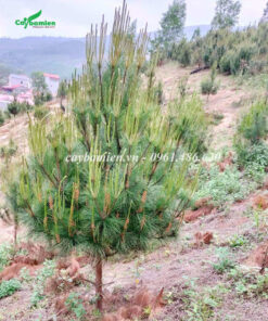 Cây Thông mã Vĩ 2 năm tuổi đã bắt đầu tạo tán đẹp